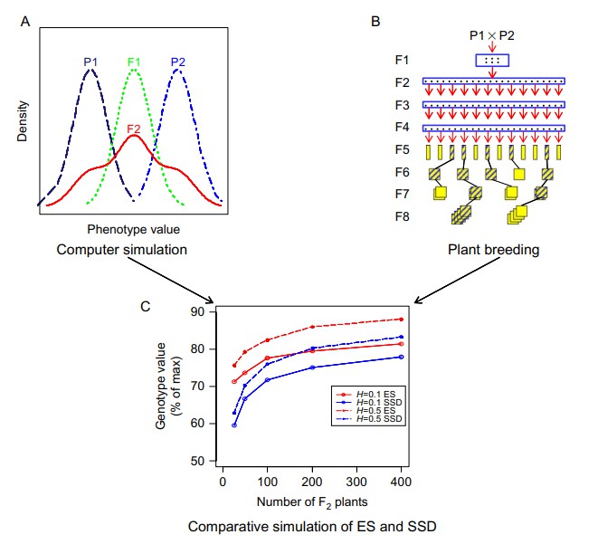 Joining computer simulation with plant breeding.