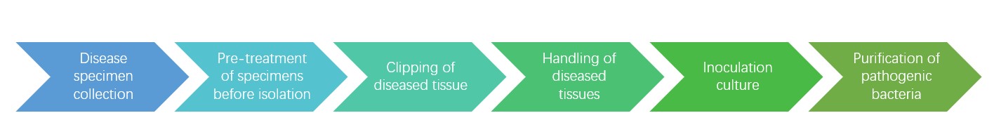 Plant pathogenic fungal isolation process.