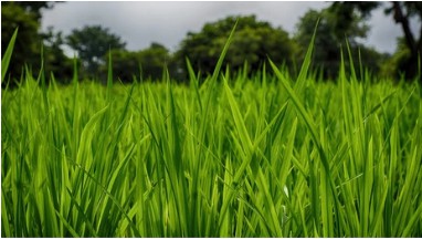 Molecular Breeding of Forage Quality