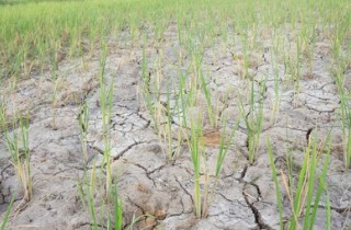 Molecular Breeding of Forage for Drought Tolerance