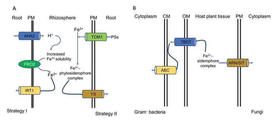 Fig. 1 Iron uptake strategies in plants (A) and the Fe3+-siderophore complex uptake system in plant pathogens (B) (Liu et al., 2021).