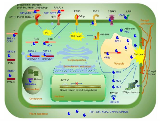 Fig. 1 Schematic of plant protease-regulated immune signaling pathways (Hou et al., 2018). 