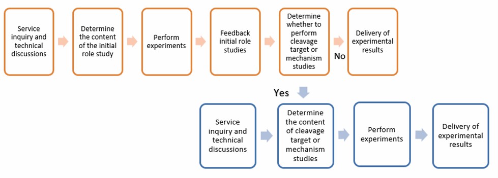 Fig. 2 Service flow for plant proteases research - Lifeasible.