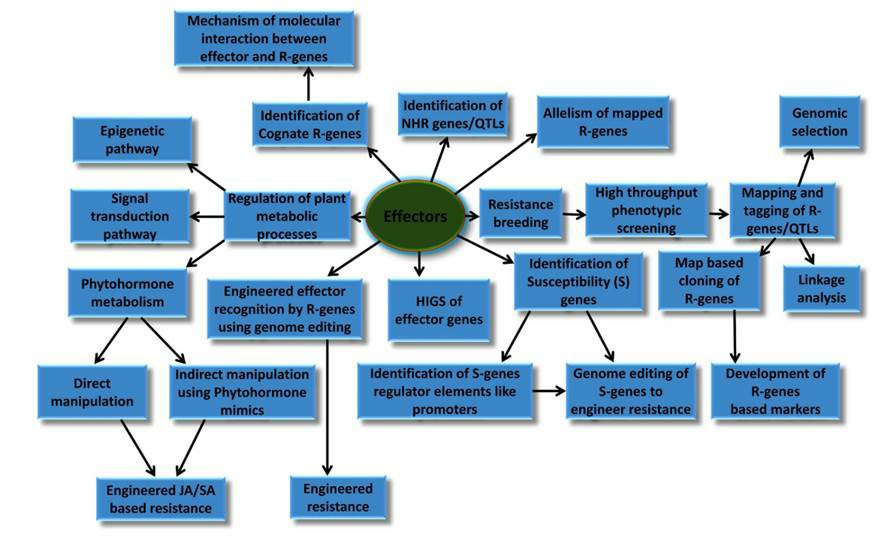 Fig. 1 Potential applications of effectors in wheat resistance breeding and molecular plant biology (Prasad et al., 2019).