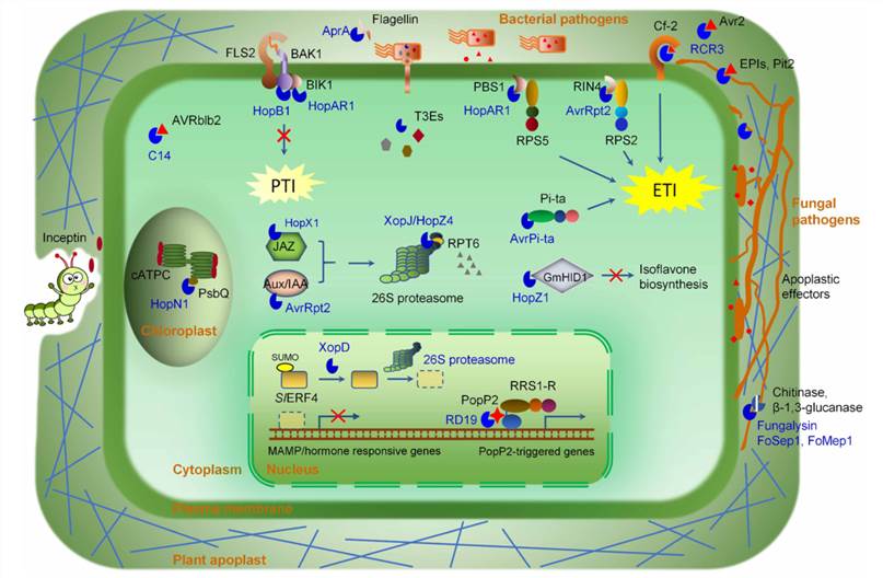 Fig. 1 Schematic of mechanisms of pathogen effectors with protease or protease inhibitor activities (Hou et al., 2018).