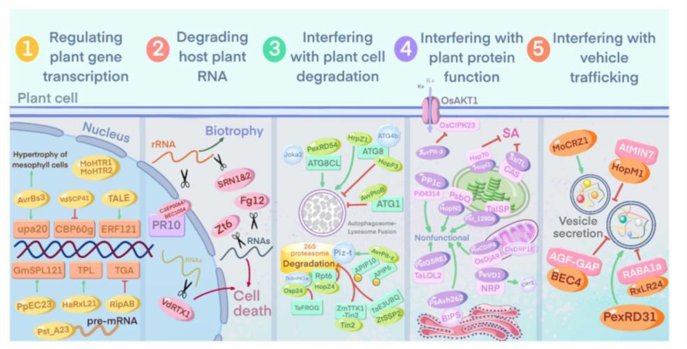 Fig. 1 Effectors interfere with host plant cell physiological activities (Zhang et al., 2022).