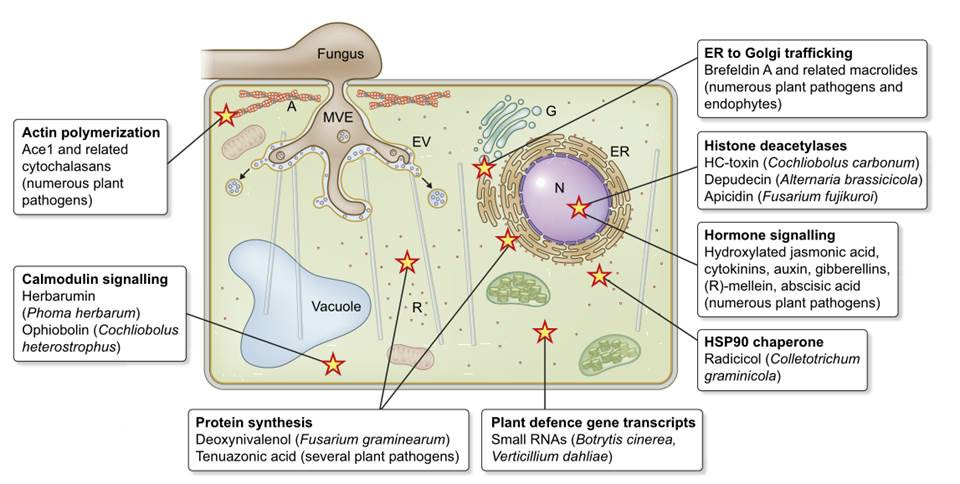 Fig. 1 Fungal non-proteinaceous effectors (NPEs) with potential effector-like functions during plant-fungal interactions (Collemare et al., 2019).