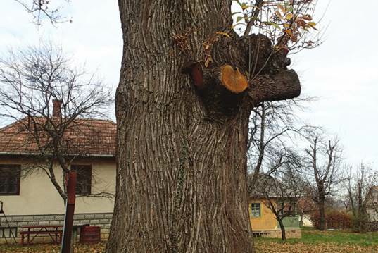 Fig. 1 Not infected Castanea sativa (Takács et al., 2020).