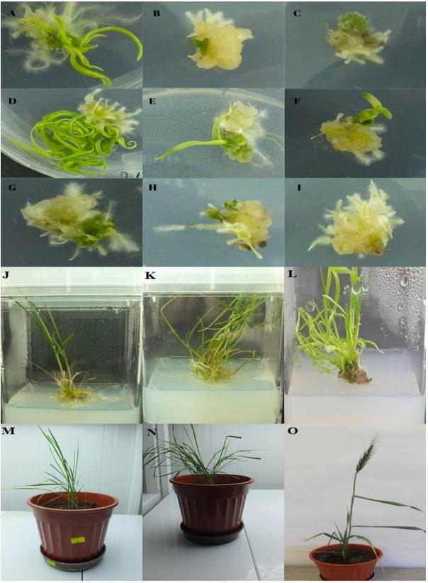 The effect of 6-Benzylaminopurine (BAP) under the different boron stresses on the plant regeneration from callus derived from mature embryos of einkorn and bread wheat.