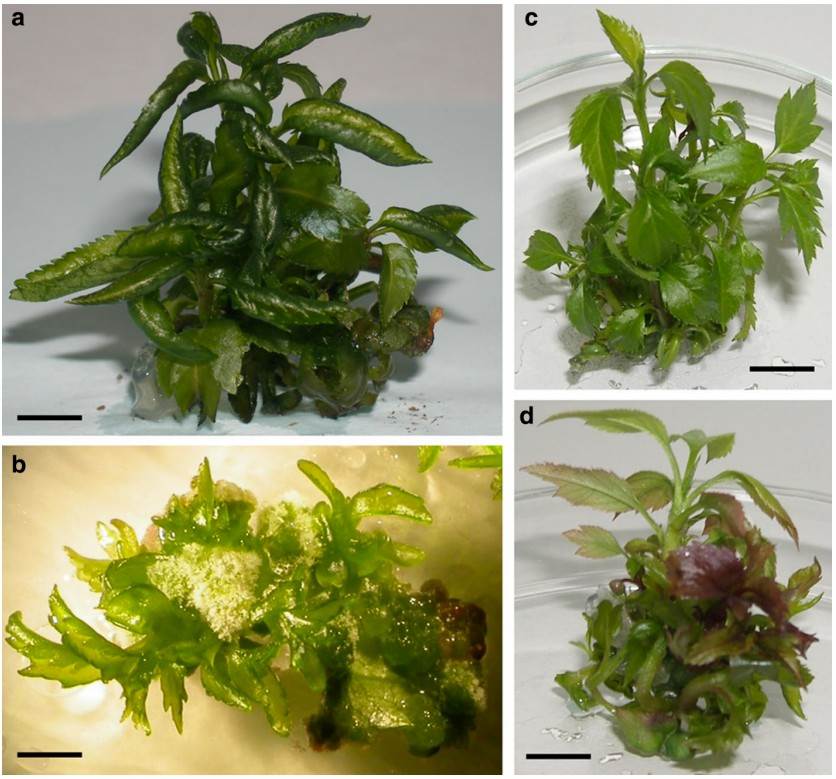 Incidence of hyperhydricity in vitro and effect of gelling agent on shoot regeneration.
