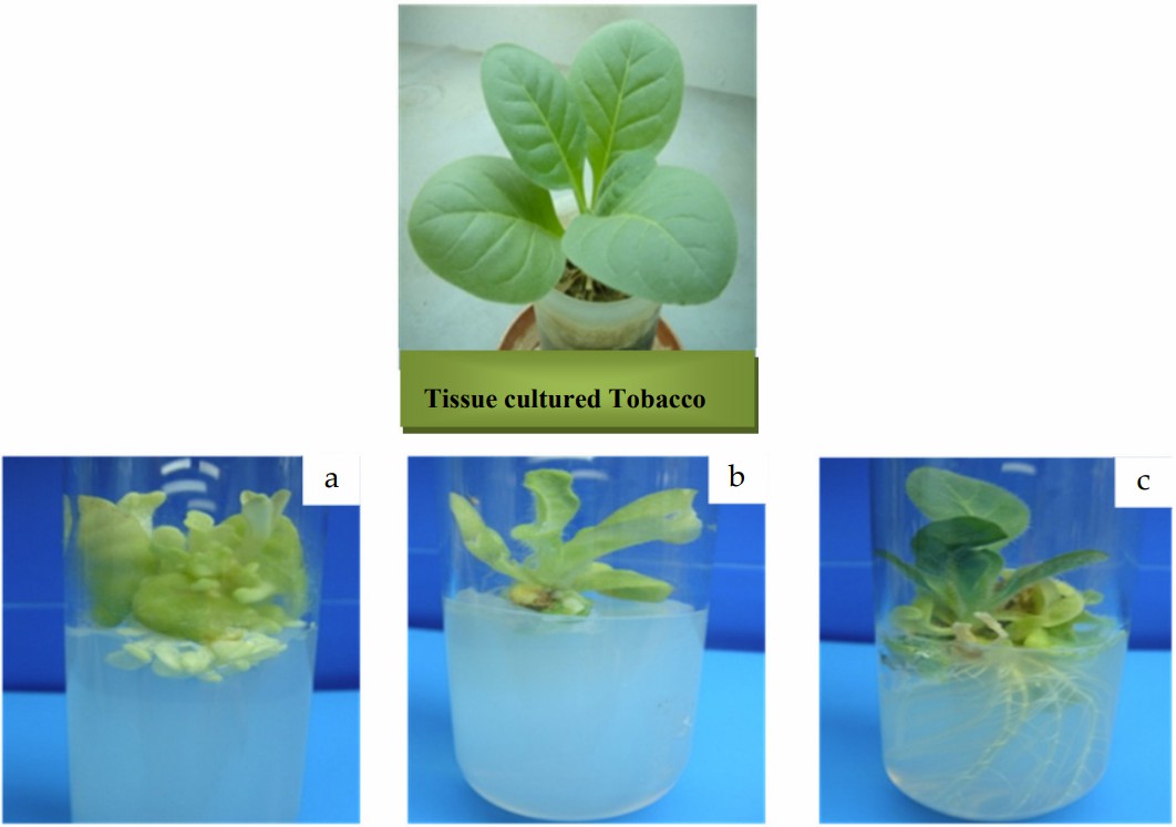 Tissue culture of Nicotiana tabacum.