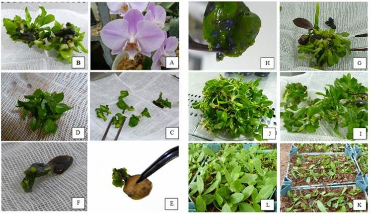 The main stages of producing plantlets from leaves that had grown in vitro from the initial tissue culture of nodes of flower stalks. (Balilashaki, K.; et al. 2016)