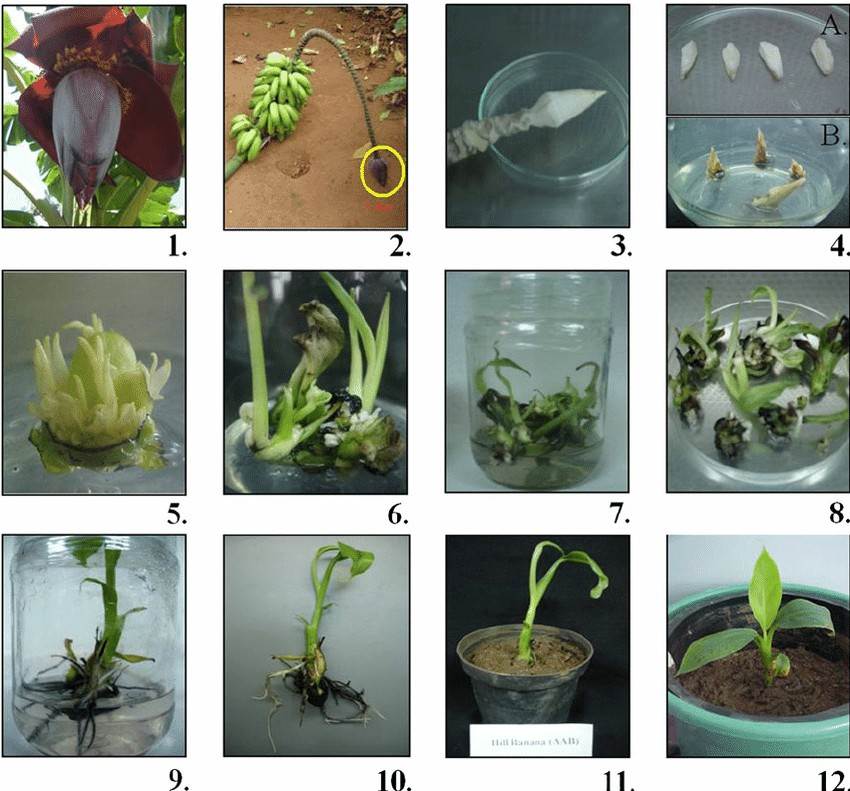 Stages involved in the micropropagation from male floral meristems of banana (Musa spp.) cultivar ‘Virupakshi’ (AAB). (Mahadev, S. R.; et al. 2011)