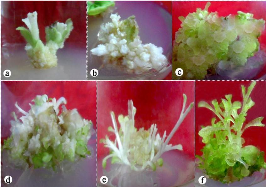 Callus induction and plant regeneration from the calli induced in dark condition