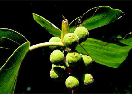 Fig. 1 Rare plant Ficus dalhousiae of medicinal importance (Ghori et al., 2020).