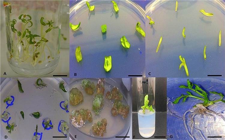 Tomato Isolated Root Culture Technology