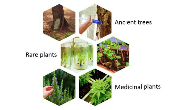 Fig. 1 Some protection methods for precious plants - Lifeasible.