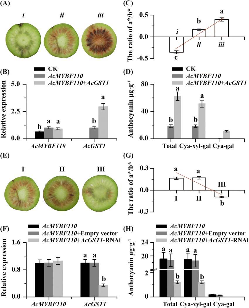 Fig. 1. Transient transformation assays of AcGST1 in kiwifruit