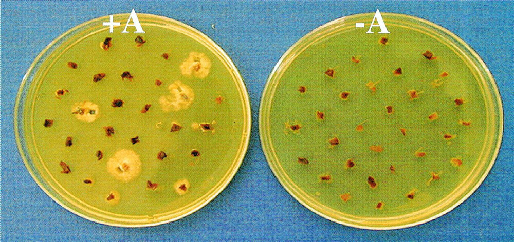 election of putative hygromycin-resistant transformants of A. bisporus.