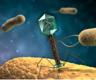 Agricultural Phages DNA Extraction Services