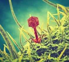 Agricultural Phages Display Technology Services