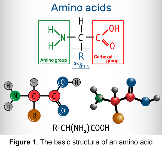 Amino-Acid-Analysis-1.png
