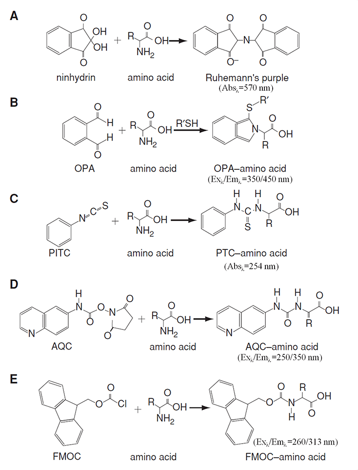 Amino-Acid-Analysis-2.png