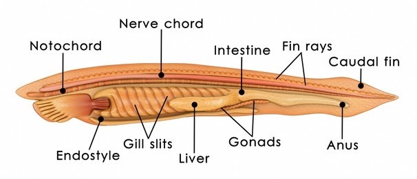 Schematic diagram of the body structure of Amphioxus.