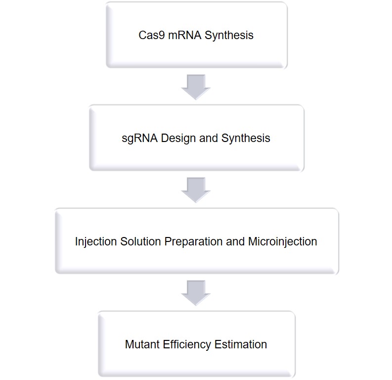 CRISPR/Cas9 technology services