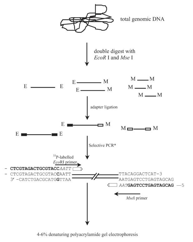 A schematic presentation of the steps in the AFLP process.