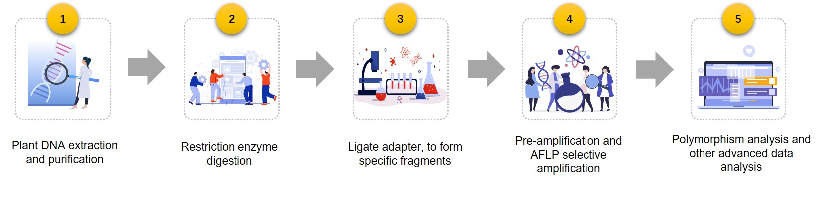 A schematic presentation of the steps in the AFLP process.