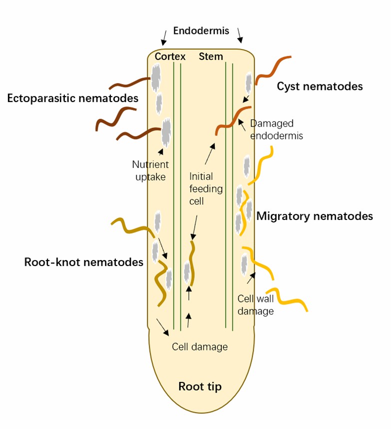 Model of four different migration habits of plant-parasitic nematodes in a root.