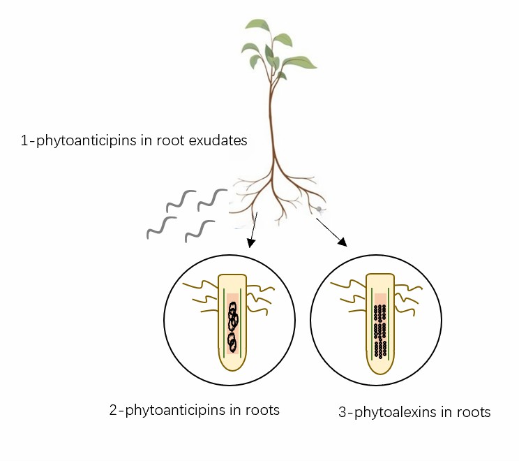 Three types of plant anti-nematode phytochemicals.