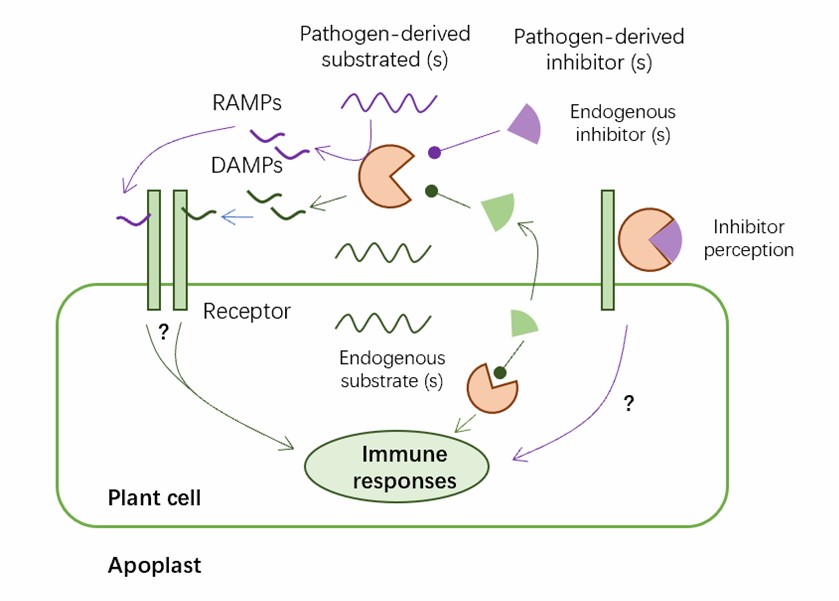 Tentative model summarizing known and hypothetical functions of PLCPs during plant immune-signaling.