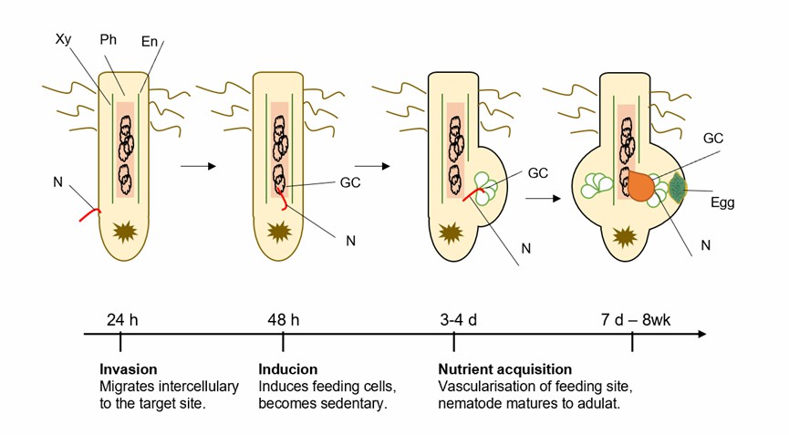 Schematic representation of the root-knot nematode infestation life-cycle.