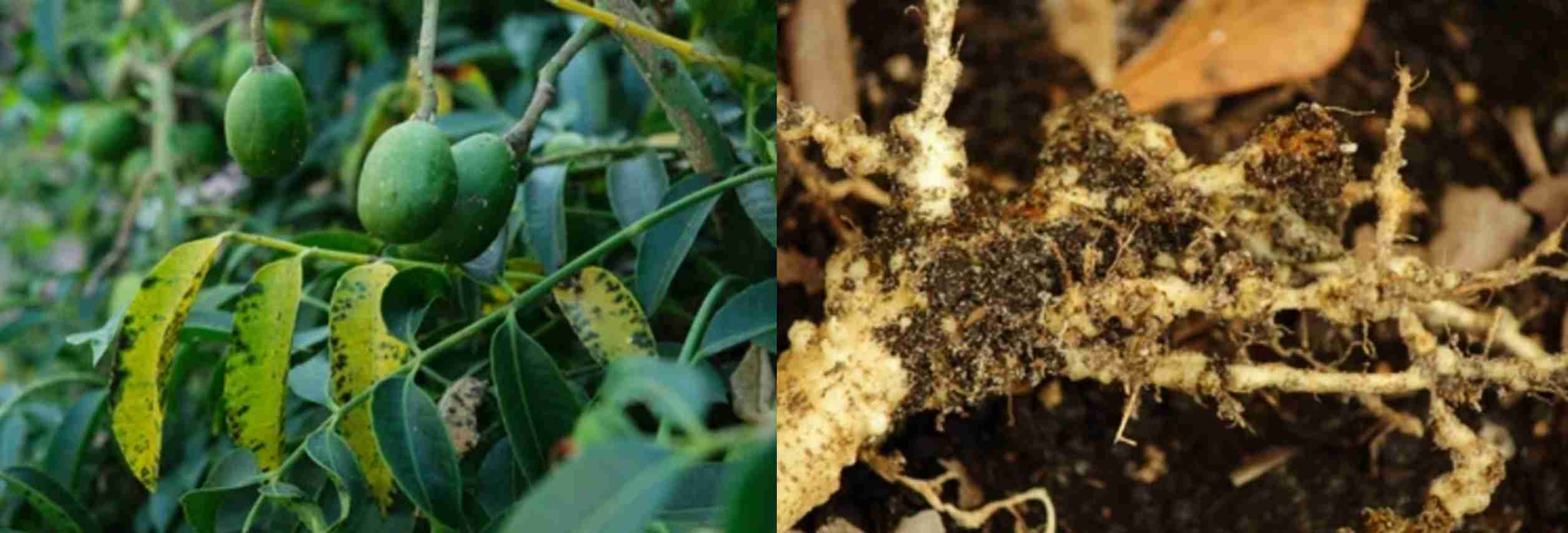 Aboveground (left) and underground (right) parts of fruit tree nematode diseases.