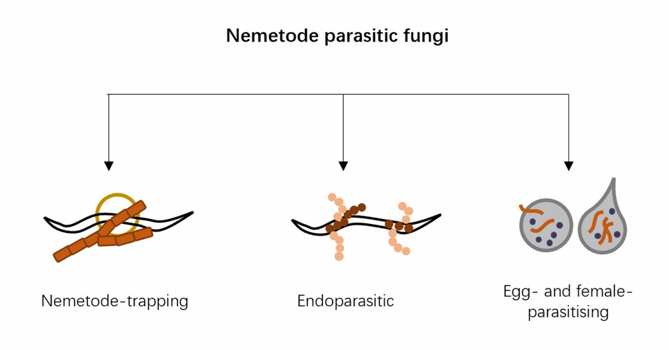 Types of nematode parasitic fungi.
