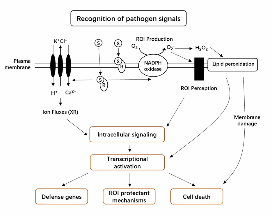 A simplistic picture of the transduction pathways leading to the HR.