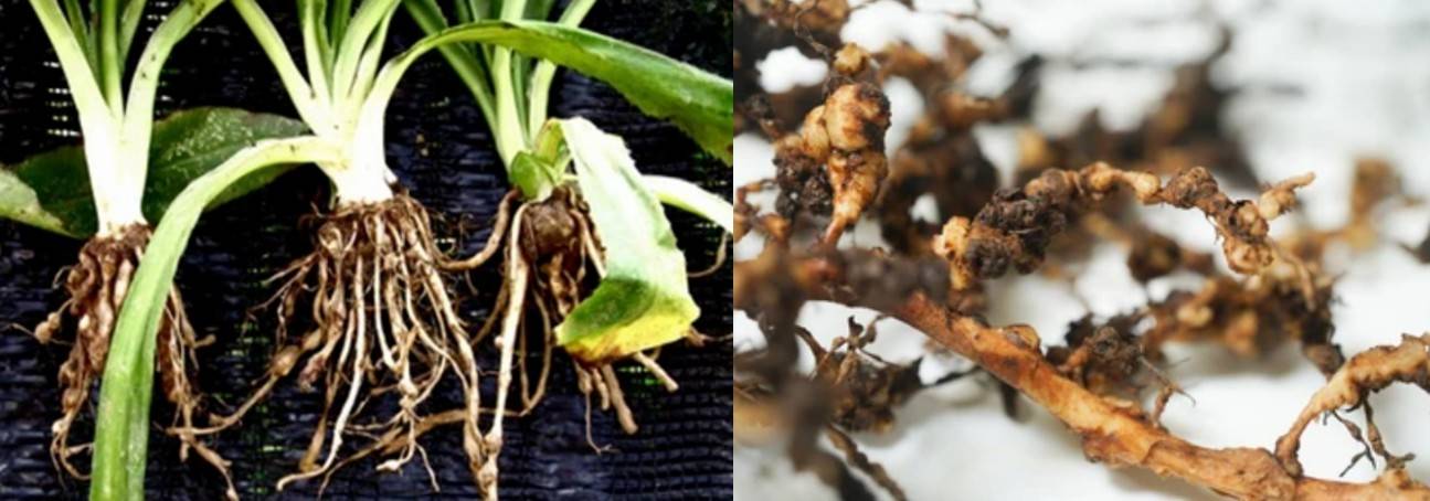 Symptoms of plant roots infected with root-knot nematodes.