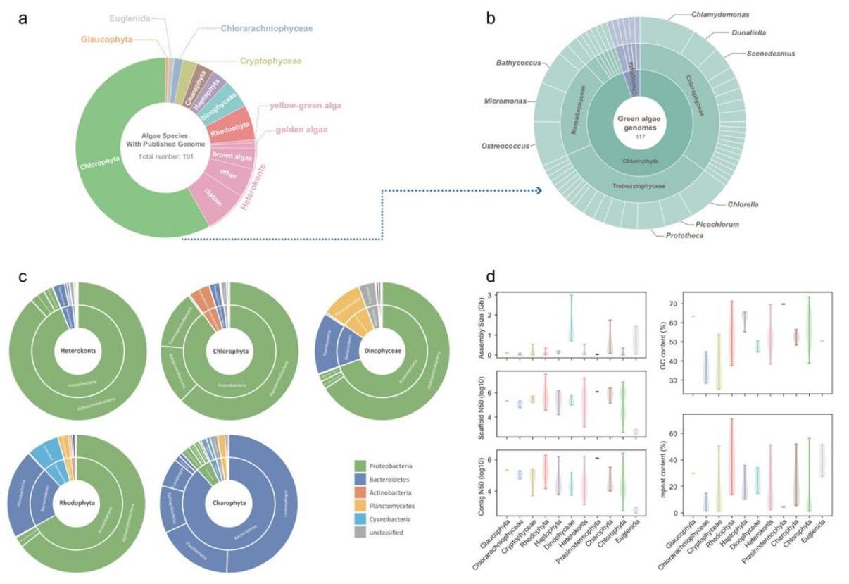 Statistical data of sequenced algal genomes.