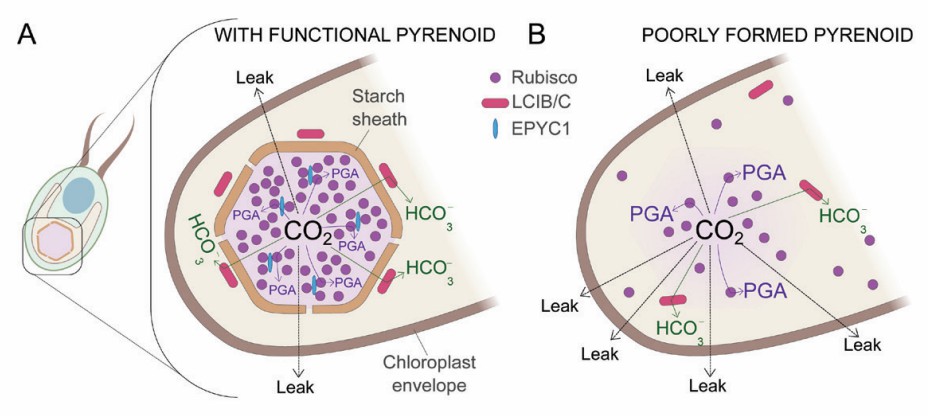 How the pyrenoid reduces CO2 leakage in Chlamydomonas reinhardtii.