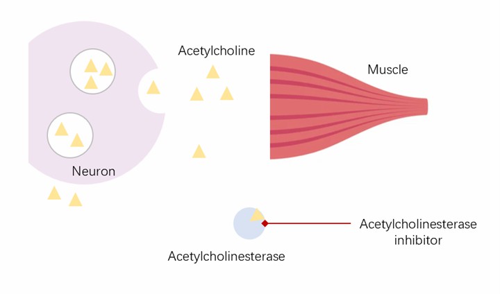 Acetylcholinesterase inhibitors prevent acetylcholinesterase from breaking down acetylcholine.