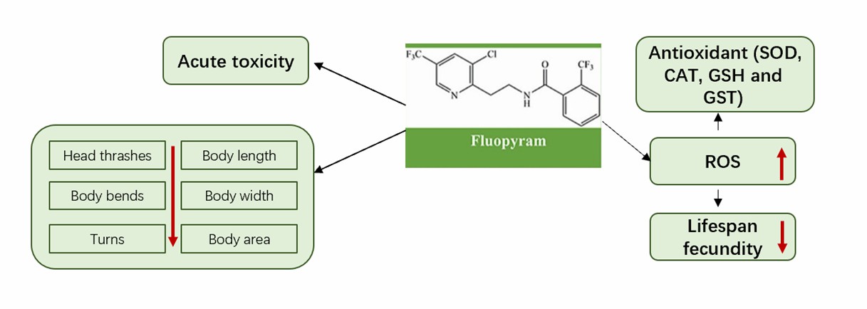 Toxicity induced by fluopyram in nematodes.