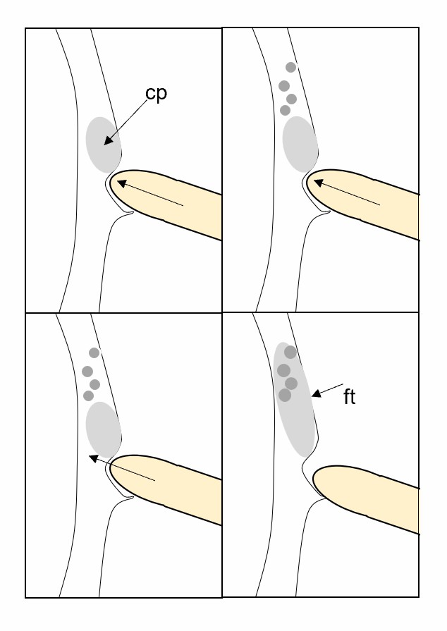 Processes for nematode feeding on tobacco root hair.