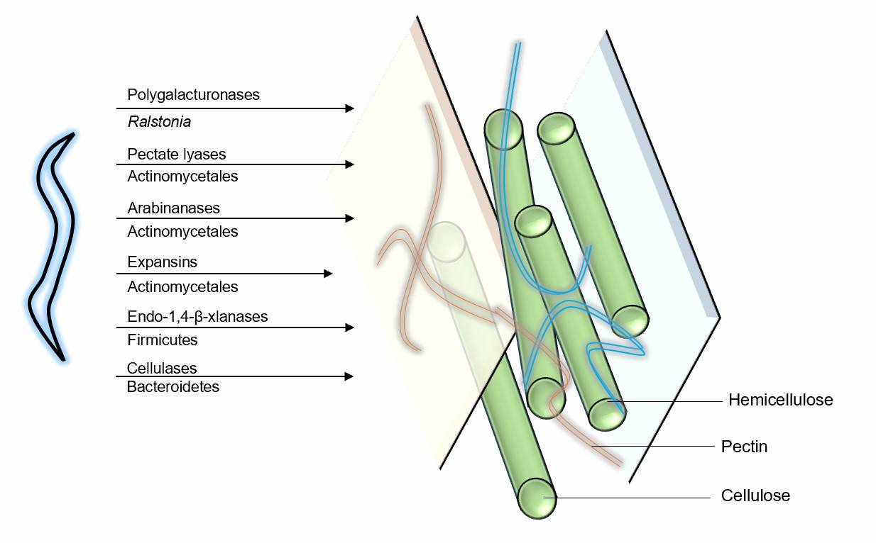 A multi-pronged assault between nematode and bacteria.