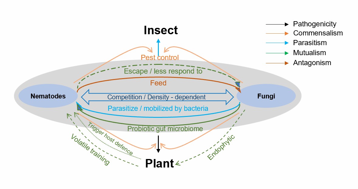 Fungi-nematode interactions in soil.