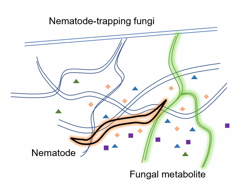 Nematode-trapping fungi produce diverse metabolites.