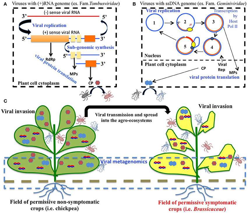 Virus cycles in agro-ecosystems.