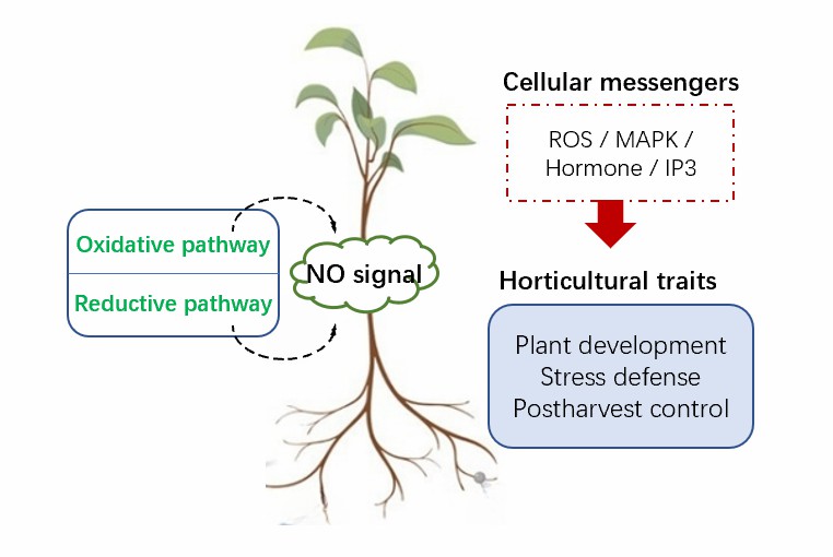 Sources of NO production and NO functions in regulating plant growth, development, and adaptive processes.