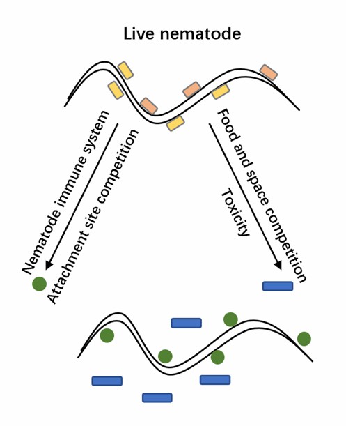 Pathogenic effects of nematode companion microorganisms.